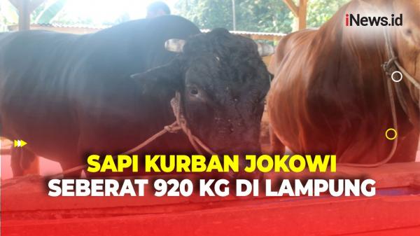 Penampakan Sapi Kurban Jokowi yang Berbobot 920 Kg di&nbsp;Lampung