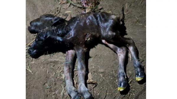 Bikin Heboh, Anak Kerbau di Pringsewu Lampung Lahir Berkepala Dua