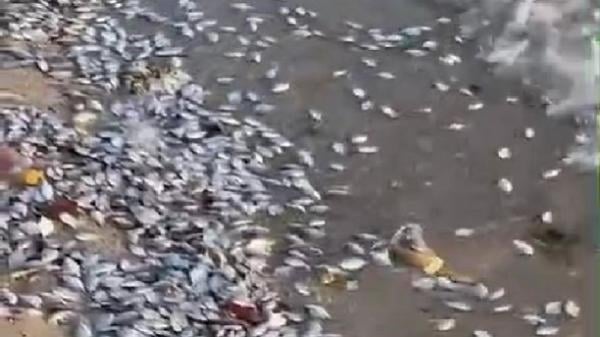 Viral Ratusan Ekor Ikan Naik ke Pantai di Pesawaran, BMKG: Bukan Tanda Bahaya